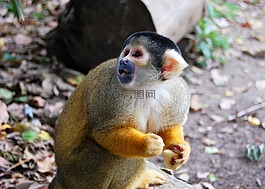 猴子,動物,誘餌