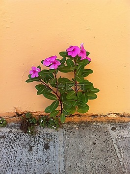 花,植物,粉红色