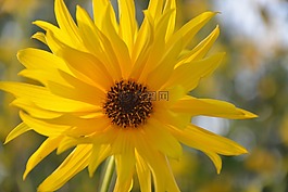 花,黃色的花,花瓣
