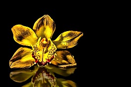開花,蘭花,關(guān)閉