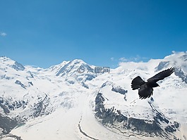 chough,寒鸦,bergdohle