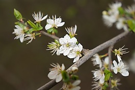 花,白,春