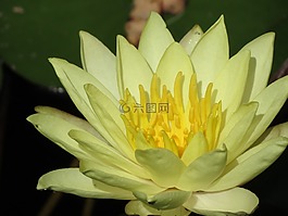 花園,池,百合