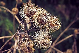 薊,秋季,廠