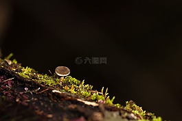 蘑菇,苔,樹菌