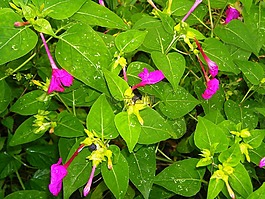 鮮花,小時,四