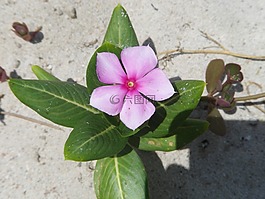 鮮花,桑迪,夏季