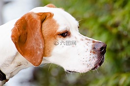 可愛的,動(dòng)物,品種