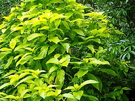 觀賞植物,花園,葉