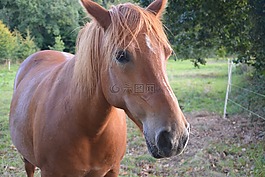 馬,母馬,broodmare