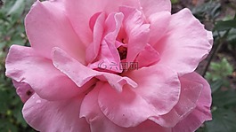 玫瑰,花卉,粉紅色的玫瑰