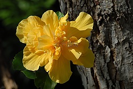 郁金香,植物區(qū)系,植物