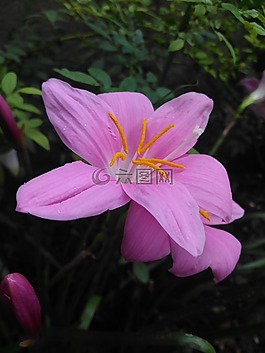礼来公司,粉红色,花