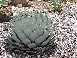 球,仙人掌,植物