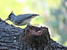 鳥,可愛,野生動物