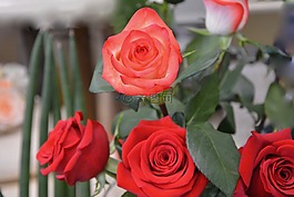 粉色,玫瑰,紅色