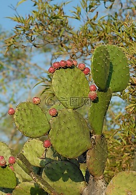 野生,植物區(qū)系,植物