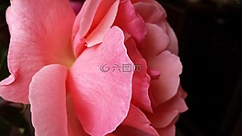 玫瑰,花卉,粉紅色的玫瑰