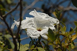 野生,植物區(qū)系,cazahuate