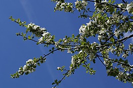 蘋果,開花,蘋果花
