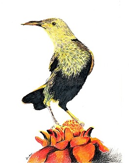 鉛筆,插圖,鳥