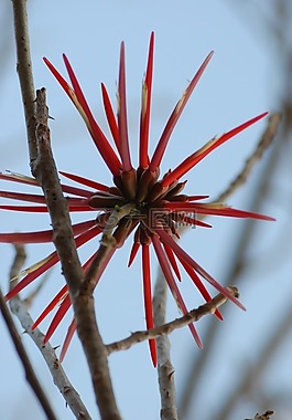 野生,植物區(qū)系,植物