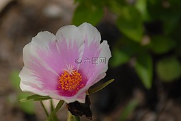 野生,植物區(qū)系,植物