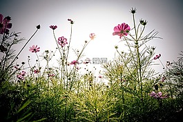 秋季,感恩節(jié),吉