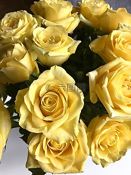 玫瑰,黃色,花