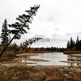 树,安蒂科斯蒂,湖