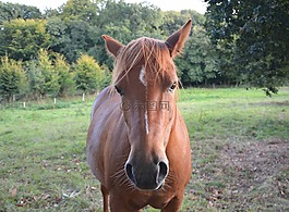 馬,broodmare,母馬