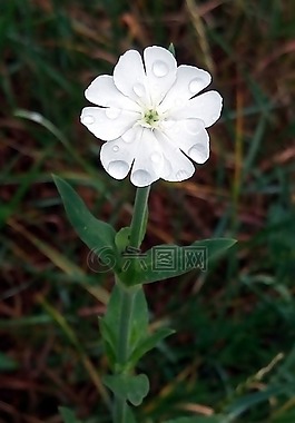 花,野生,白
