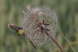 性質(zhì),特寫,戶外