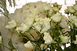鮮花,白色的玫瑰,花束