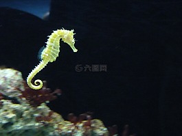 海馬,游泳,水族館