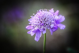 花,性質,紫