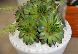 植物,多汁,插花