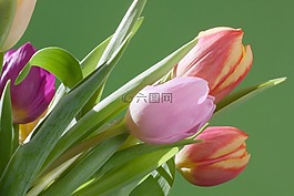 郁金香,花束,春天