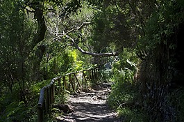 马德拉,lewady,植被