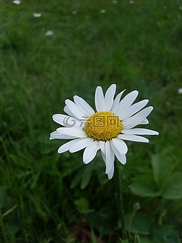 花卉,黛西,布卢姆