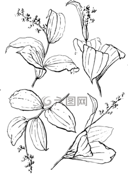 花的,花,植物