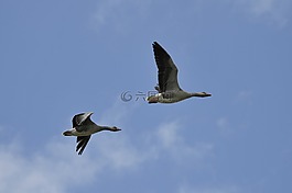 野鵝,鳥,荷蘭