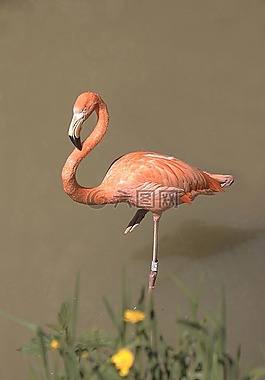 火烈鳥,粉色,鳥