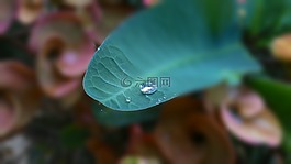 滴的水,八仙,秋天的落葉