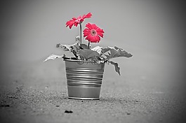 鮮花,花,植物