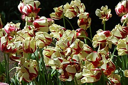 郁金香,花,荷蘭