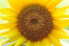 向日葵,花,黃色