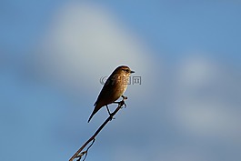 動物,天空,云