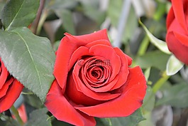 鮮花,紅玫瑰,粉色