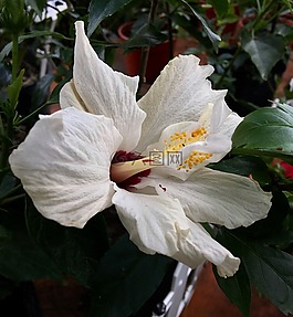 芙蓉白,白色的花,花園